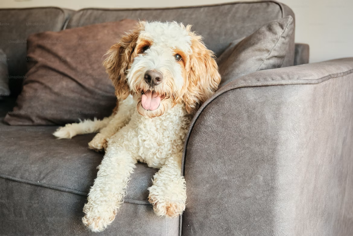 Best Indoor Security Cameras for Pets